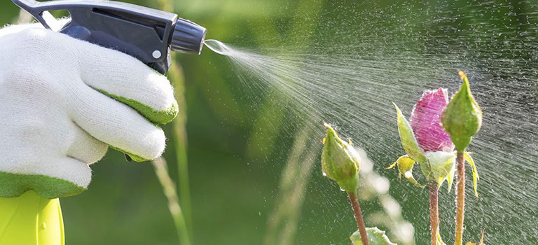 Tratamiento a una planta