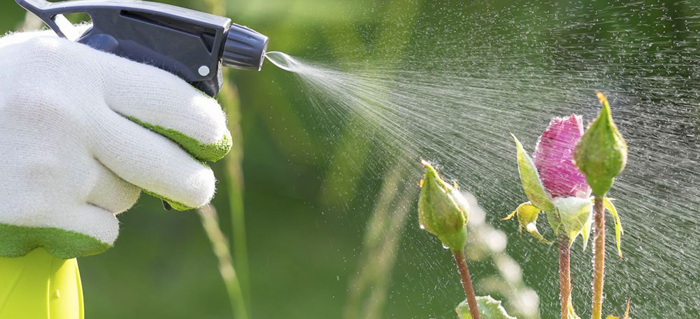 Tratamiento a una planta