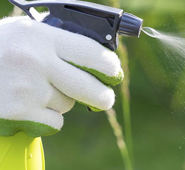 tratamiento fitosanitario plantas