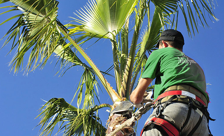 Poda de palmera