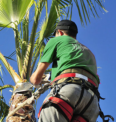 Poda de palmera