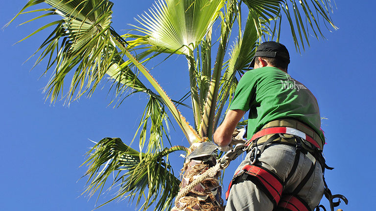 Podando palmera