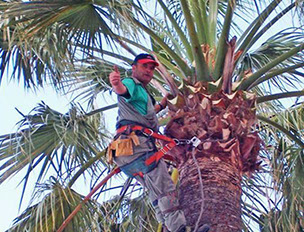 Poda de palmera