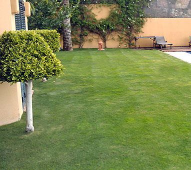 Jardín con cesped instalado