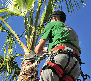 Jardinero podando