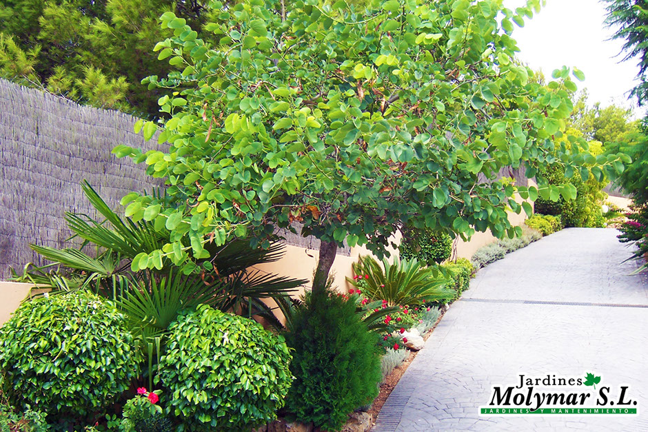 Cuidado de plantas y jardines