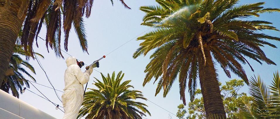 Tratamiento a una palmera